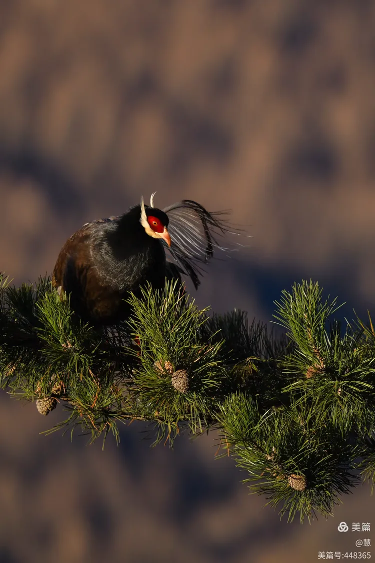 中国珍惜鸟类山西灵空山景区的褐马鸡们
